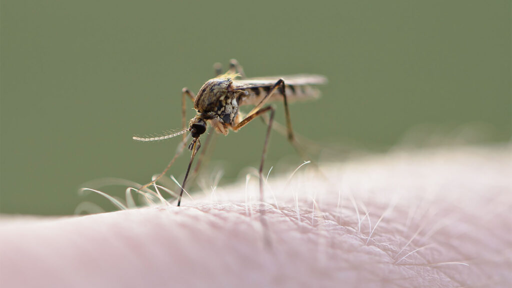 משרד הבריאות: 19 חולים בקדחת מערב הנילוס אובחנו בישראל, שלושה מהם מונשמים