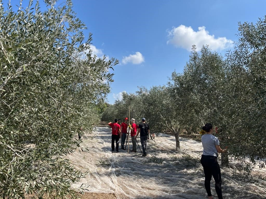המבקר על מועצת הצמחים: שומרת על רווחי החקלאים על חשבון הצרכנים