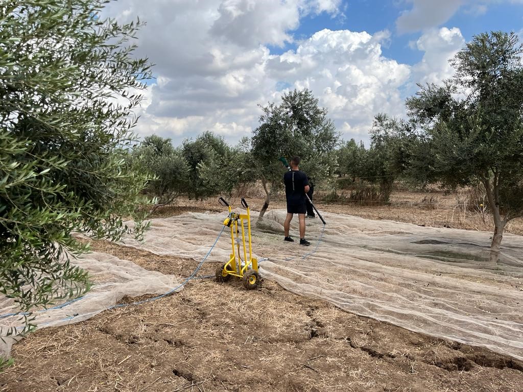 משרד החקלאות יעניק תמיכה בגובה 40 מיליון שקלים למגדלי זיתים לשמן