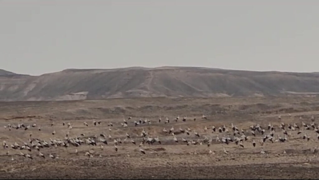 סתיו הגיע: 600 אלף חסידות חוצות את ישראל בדרכן לאפריקה