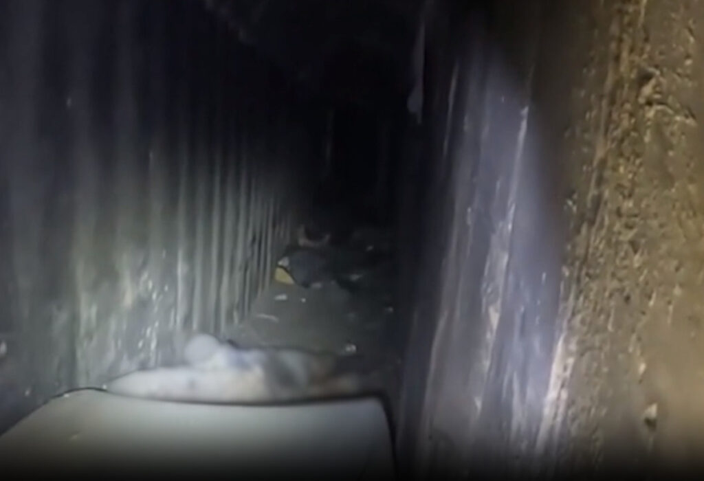 חמאס טוען כי רצח חטוף ופצע שתי חטופות; צה״ל: "אין תימוכין לכך"