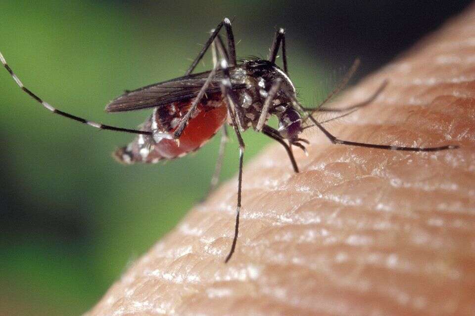 יתושים "נטפלים" אליכם? אלו הסיבות