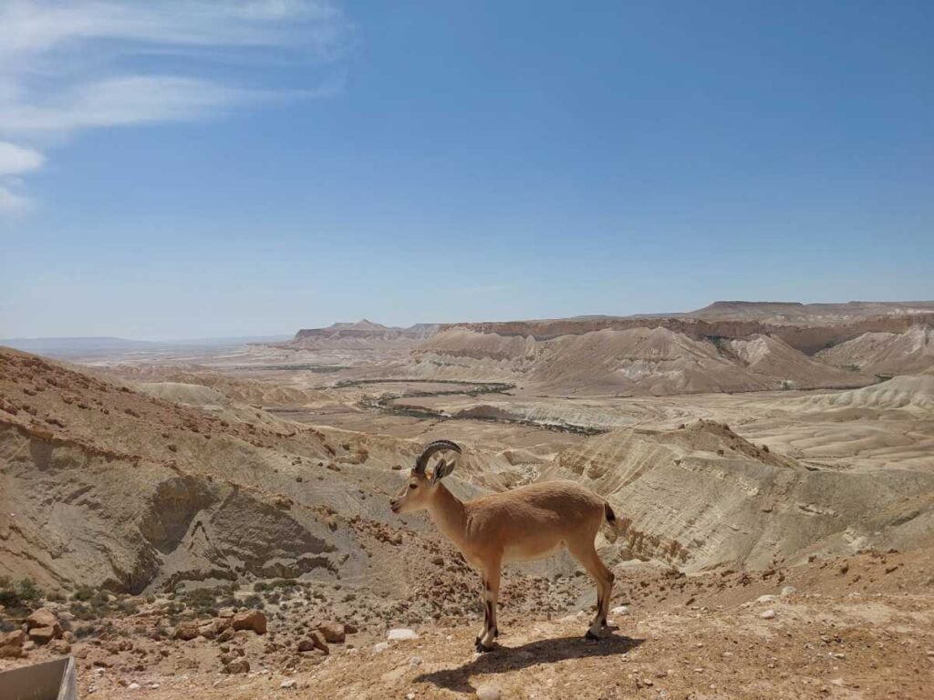 עלייה בכמות היעלים שנספרו בחבל המדברי במדינת ישראל