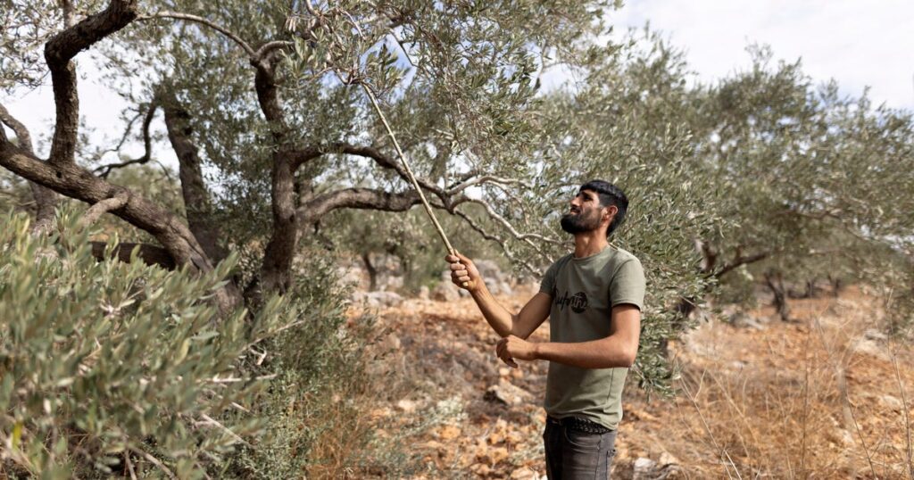 הפלסטינים בגדה המערבית חוששים שהצבא הישראלי והמתנחלים ימנעו מהם למסוק זיתים גם השנה – חדשות ישראל