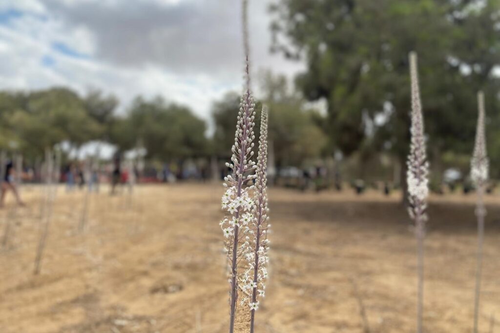 התחזית: ירידה קלה בטמפרטורות – אתר החדשות דבר