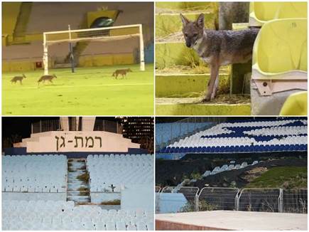 עשבים, תנים ועוד: כך נראה אצטדיון ר"ג, גרסת 2024