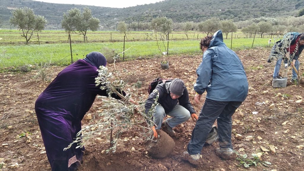 היהודים שמסייעים לחקלאים הפלסטינים לנטוע עצי זית בגדה: "זו התשובה שלנו לפנטזיות על גירוש"