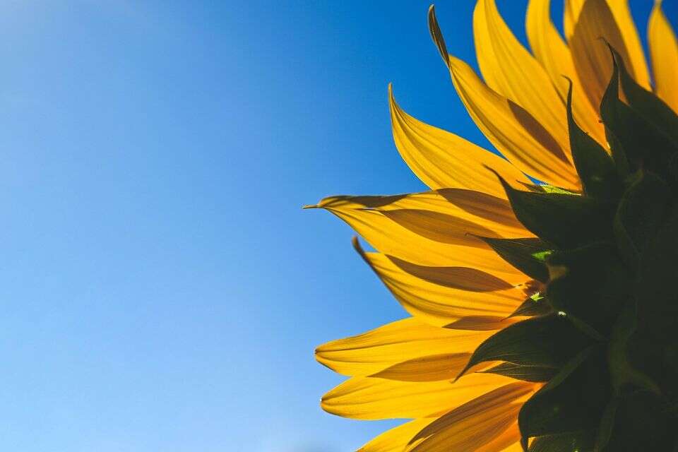 🌞🌻מהאדמה ועד לפריחה: כך תגדלו חמניות פורחות גם בעציץ 🪴