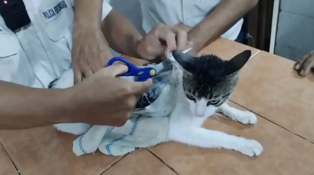 הפושע שלא ציפינו לו: חתול נתפס מבריח סמים לכלא